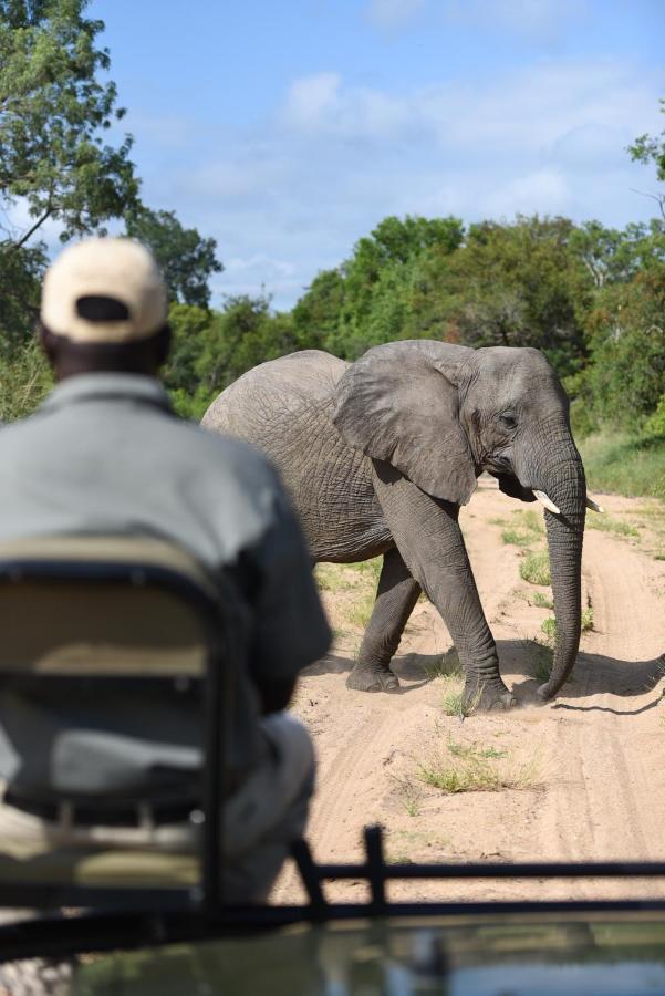 Shumbalala Game Lodge Thornybush Game Reserve Luaran gambar